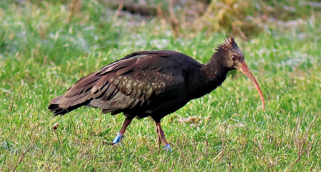 Ein ungewöhnlicher und seltener Vogel wurde jüngst nahe Neuferchau im Drömling gesichtet.
