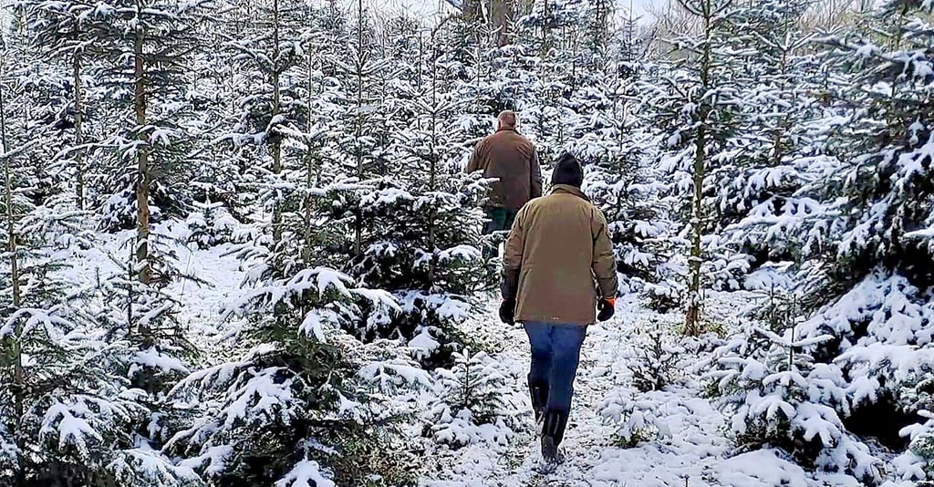 Auf drei Hektar erstreckt sich die Weihnachtsbaum-Plantage der Familie Beckurs aus Hordorf.