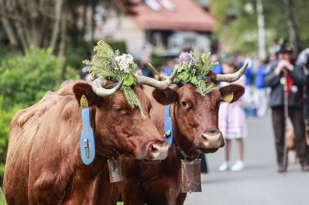 Beim Kuhball im Harzort Tanne wird traditionell der erste Viehaustrieb des Harzer Roten Höhenviehs nach dem Winter gefeiert.