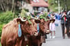 Beim Kuhball im Harzort Tanne wird traditionell der erste Viehaustrieb des Harzer Roten Höhenviehs nach dem Winter gefeiert.