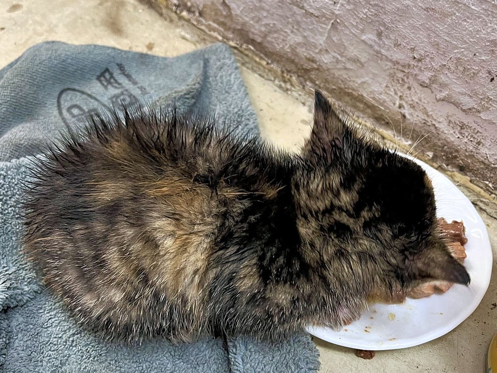 Die junge Katze hatte nach dem Autoabenteuer nur Augen für das Futter und fraß sich erstmal so richtig satt.