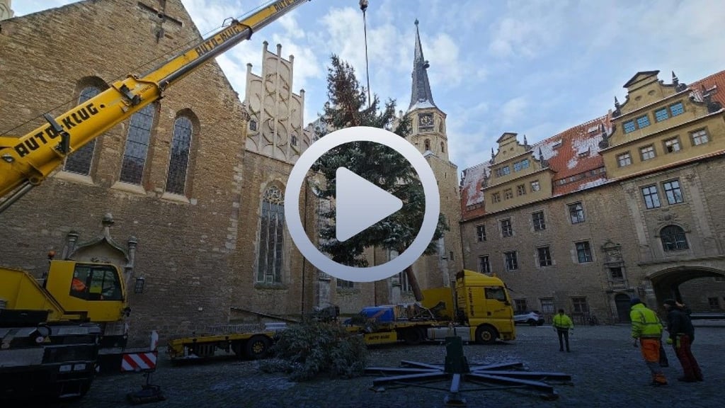 Der Merseburger Weihnachtsbaum für die Schlossweihnacht im Schlossinnenhof kam in diesem jahr aus Kötzschen - eine mehr als 30-jährige Blaufichte, die ungefähr 14 Meter hoch ist. Foto: Undine Freyberg