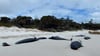 An einem Strand in Tasmanien wurden mehr als 30 tote Grindwale entdeckt.