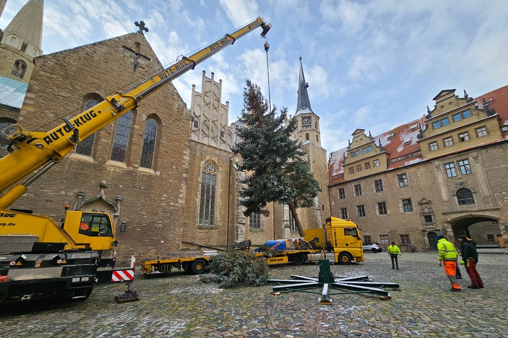 Der Merseburger Weihnachtsbaum für die Schlossweihnacht im Schlossinnenhof kam in diesem jahr aus Kötzschen - eine mehr als 30-jährige Blaufichte, die ungefähr 14 Meter hoch ist. Foto: Undine Freyberg