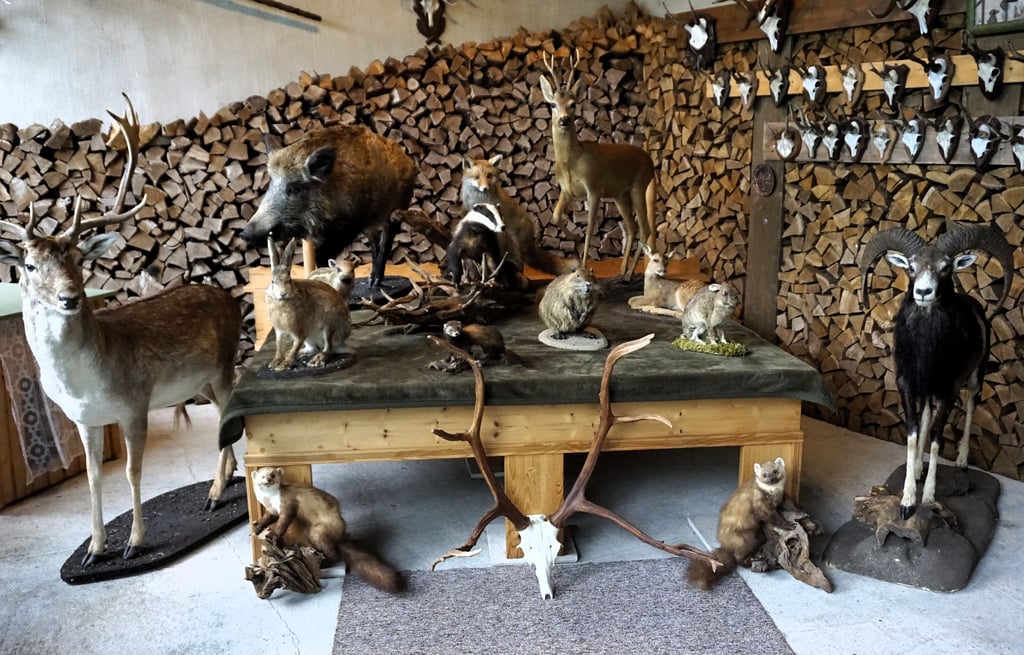 Den Tieren aus Wald und Flur ganz nah sein konnte man am Samstag bei der Ausstellung in der Naturscheune von Thomas und Antje Wöhling in Tucheim.