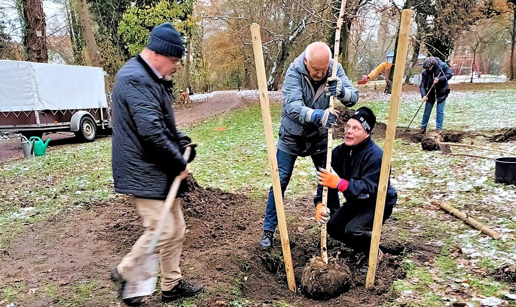 Mitglieder der BI Pro Baum haben zwei Moorbirken auf der Eselswiese im Park des Friedens in Salzwedel gepflanzt.