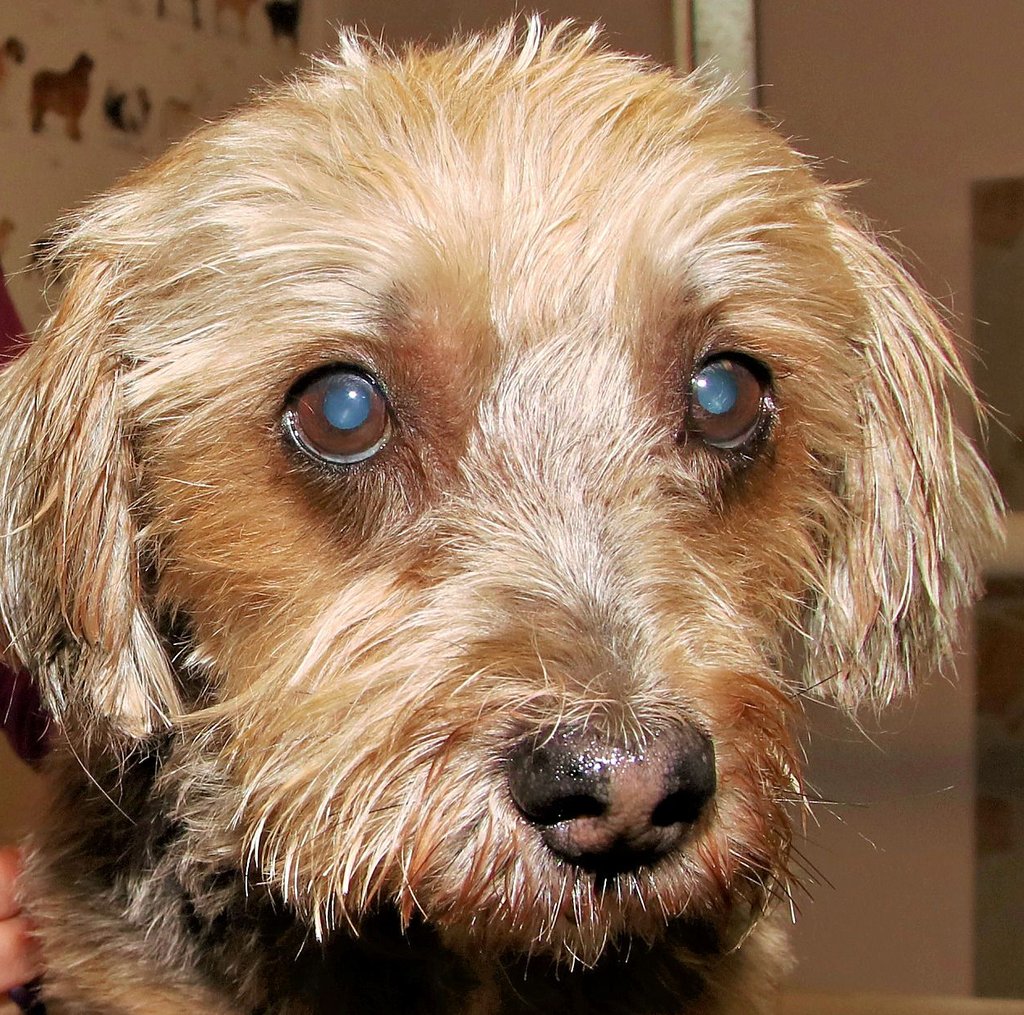 Die Hundehaltung wird ab Januar höher in Calbe besteuert.