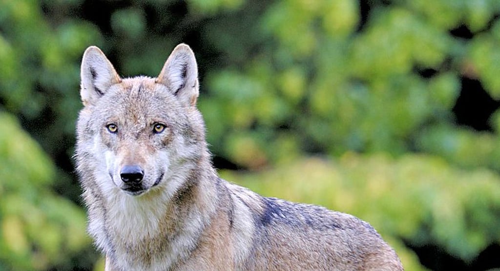 Vermutlich ein Grauwolf hat nahe Altmersleben mehrere Schafe von Halter Ralf Schulze getötet und verletzt.