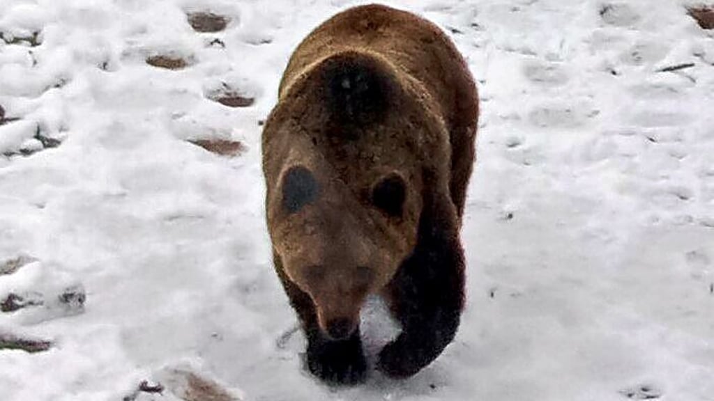 Der Ascherslebener Bär Bambam im Schnee.