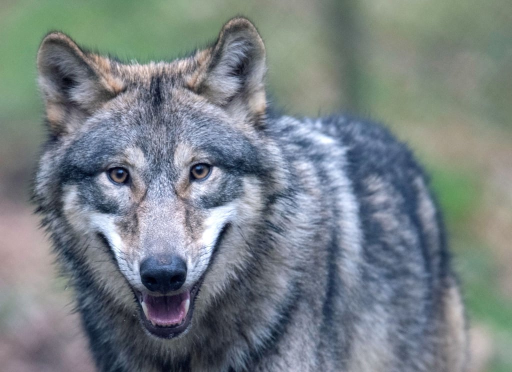 Ein Wolf läuft durch ein Freigehege in einem Wildpark.