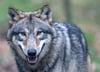 Ein junger Wolf: Mehr als 200 Tiere leben inzwischen in Sachsen-Anhalt, die meisten im Norden und Osten des Landes.