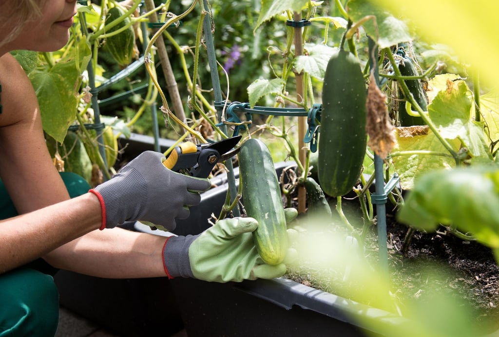 Grüner Daumen ist Talent für Gartenarbeit - das mag nicht jeder haben. Man kann aber mit viel Beobachten auch lernen, seine Pflanzen besser zu versorgen. Die Belohnung: Eine prächtige Ernte.