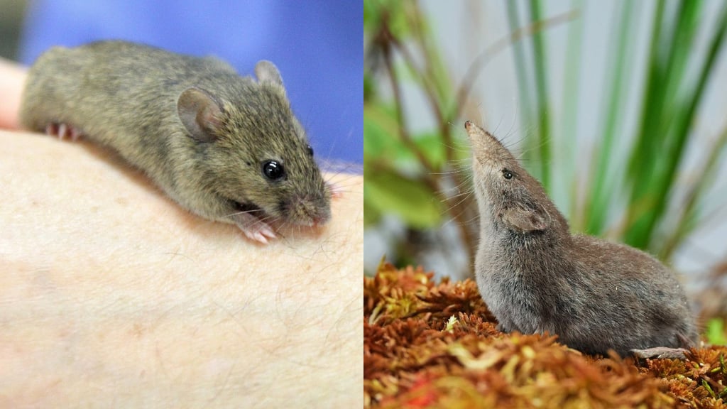 Links eine östliche Hausmaus (musculus musculus) - rechts eine Spitzmaus.