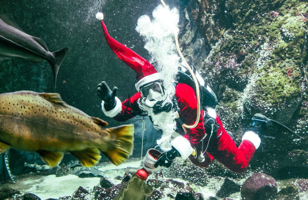 Timo Kaminski taucht als Nikolaus zur Fütterung im Großaquarium des Multimar Wattforums in Tönning.