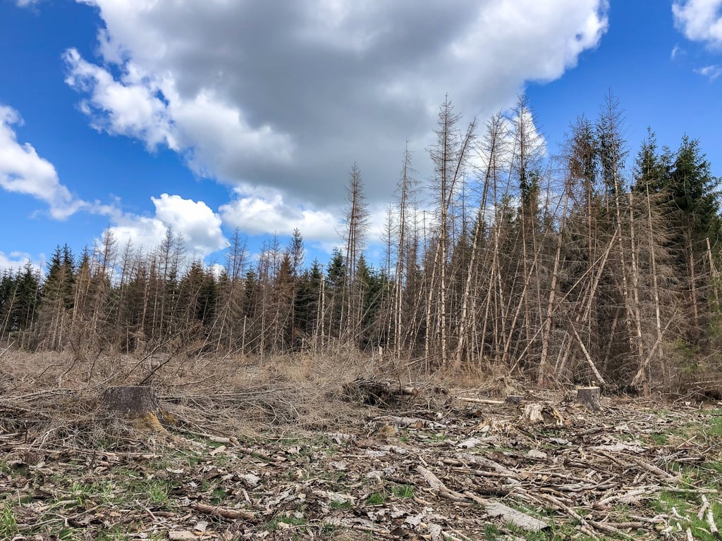 Kaum noch etwas übrig: Fichten wie hier bei Elbingerode im Harz sind schwer geschädigt.