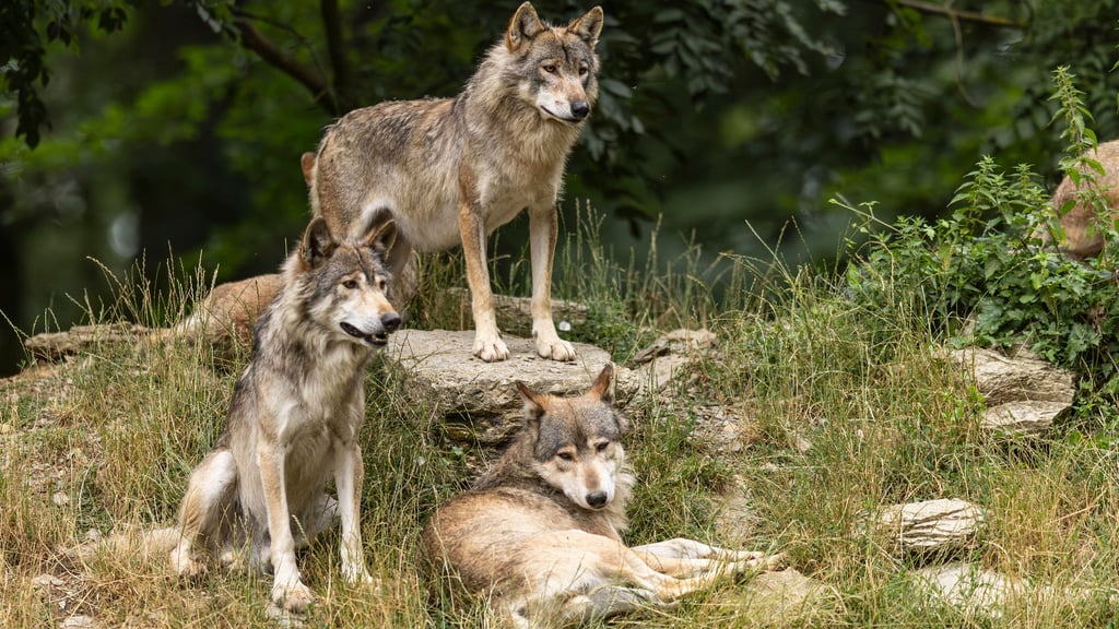 In Sachsen-Anhalt ist die Zahl der freilebenden Wölfe im Vergleich zum Vorjahr leicht gestiegen. Dennoch gab es weniger Angriffe auf Nutztiere.