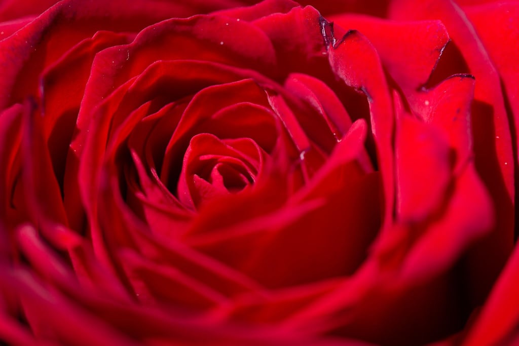 Auch 2024 werden wieder Rosen verteilt.