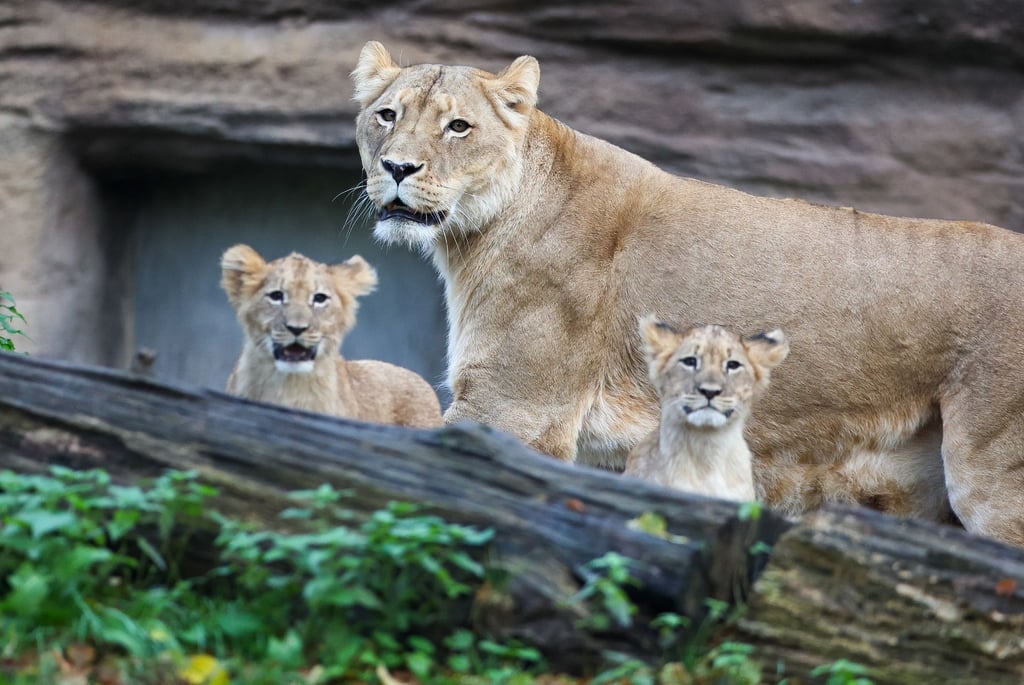 Löwenjungen erkunden mit ihrer Mutter Kigali das Freigehege im Leipziger Zoo.