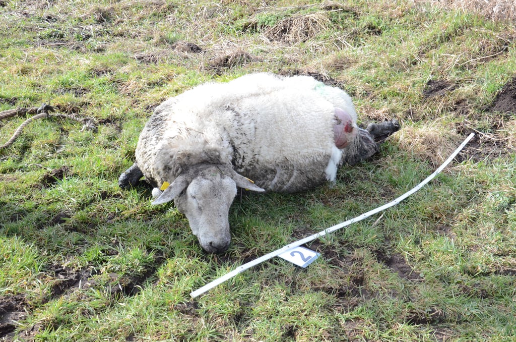 Wolfsriss bei Wernstedt in der Altmark: Mindestens 176 Tiere fielen Wolfsattacken im vergangenen Jahr zum Opfer. Schäfer gehen von einer deutlich höheren Dunkelziffer aus.