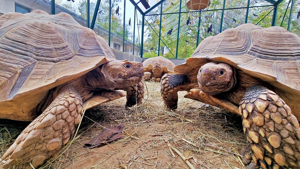 Das neue Winterhaus für die Spornschildkröten gehört zu den größeren Investitionen, die im Zoo getätigt wurden.