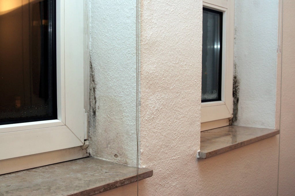 Ein Paradies für Schimmel: Bildet sich am Fenster Kondenswasser, können die Pilze wachsen.