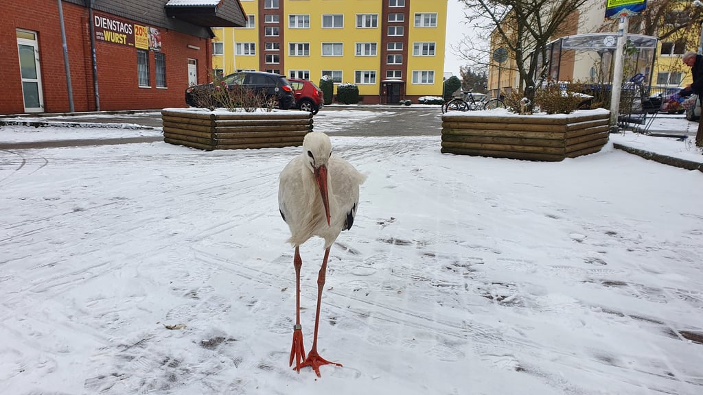 Der Storch Anfang Dezember 2023 vor dem Edeka in Seehausen im Kreis Stendal.