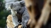 Im Leipziger Zoo ist ein neues Koala-Weibchen eingezogen.