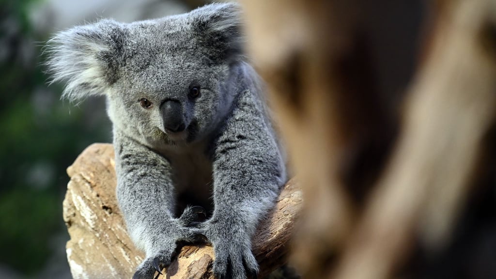 Im Leipziger Zoo ist ein neues Koala-Weibchen eingezogen.
