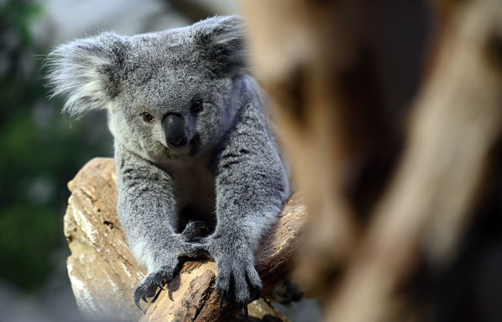 Neues Koala-Weibchen im Leipziger Zoo.