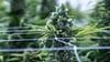Cannabis soll im Betäubungsmittelgesetz von der Liste der verbotenen Substanzen gestrichen werden.