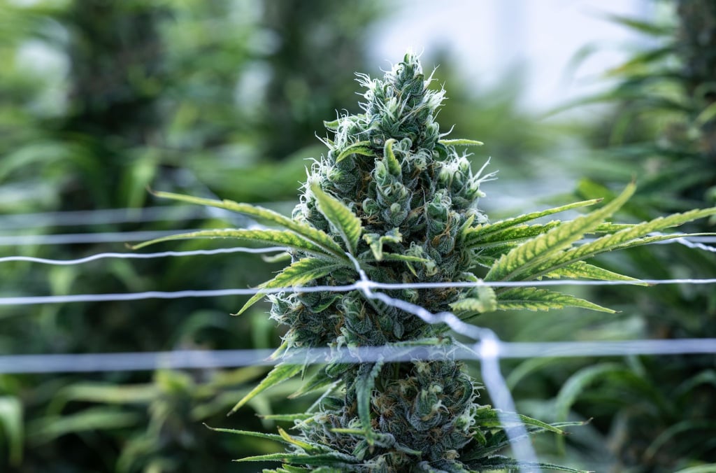 Cannabis soll im Betäubungsmittelgesetz von der Liste der verbotenen Substanzen gestrichen werden.