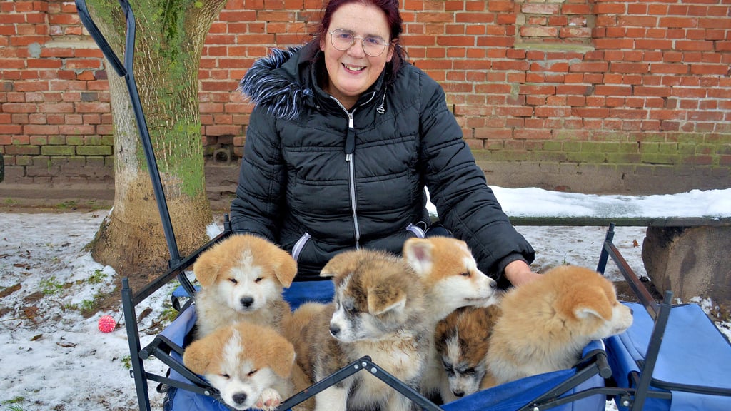 Jutta Schulze aus Kossebau (Kreis Stendal) freut sich über sechs Akita-Welpen.
