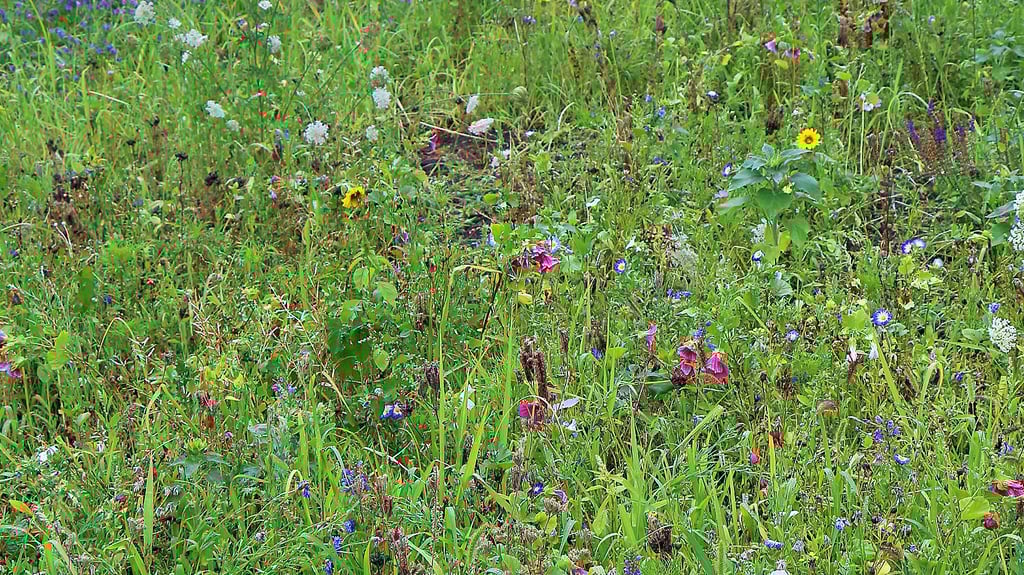 Zwei Projekte, bei der die Mitglieder der Naturschutzgruppe Halberstadt tatkräftig zupacken: Das Rondell in der Plantage wurde neu bepflanzt und die Blühwiese an der Kreuzung Sternstraße/Westendorf im Sommer von Melde und Disteln befreit, damit sie erhalten bleibt.