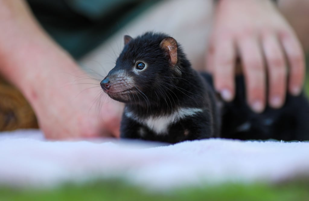 Der Beutelteufel Violet: Im Rahmen des Zuchtprogramms der Tierschutzorganisation Aussie Ark sind zahlreiche niedliche Jungtiere geboren.