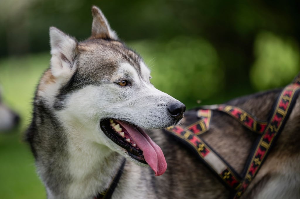 Ein Siberian Husky steht auf dem Golfplatz „Drei Gleichen“ in Mühlberg.
