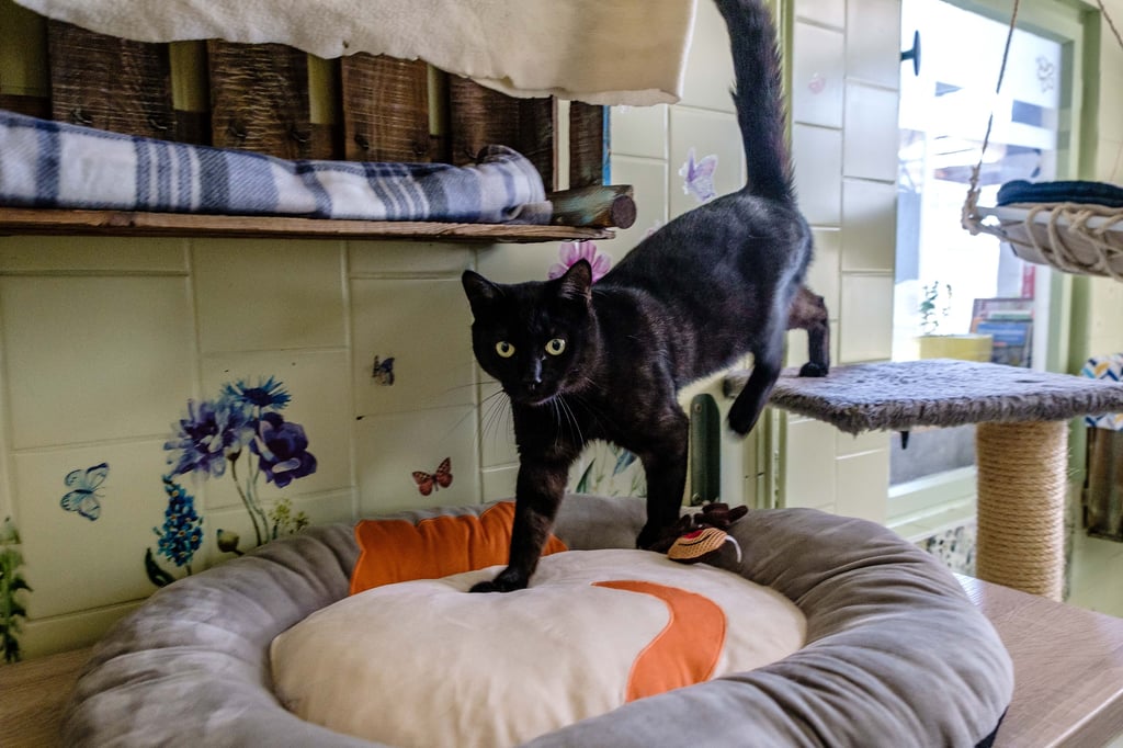 Diese Katze und andere Tiere aus dem Tierheim Wittenberg freue sich über eine Futterspende.