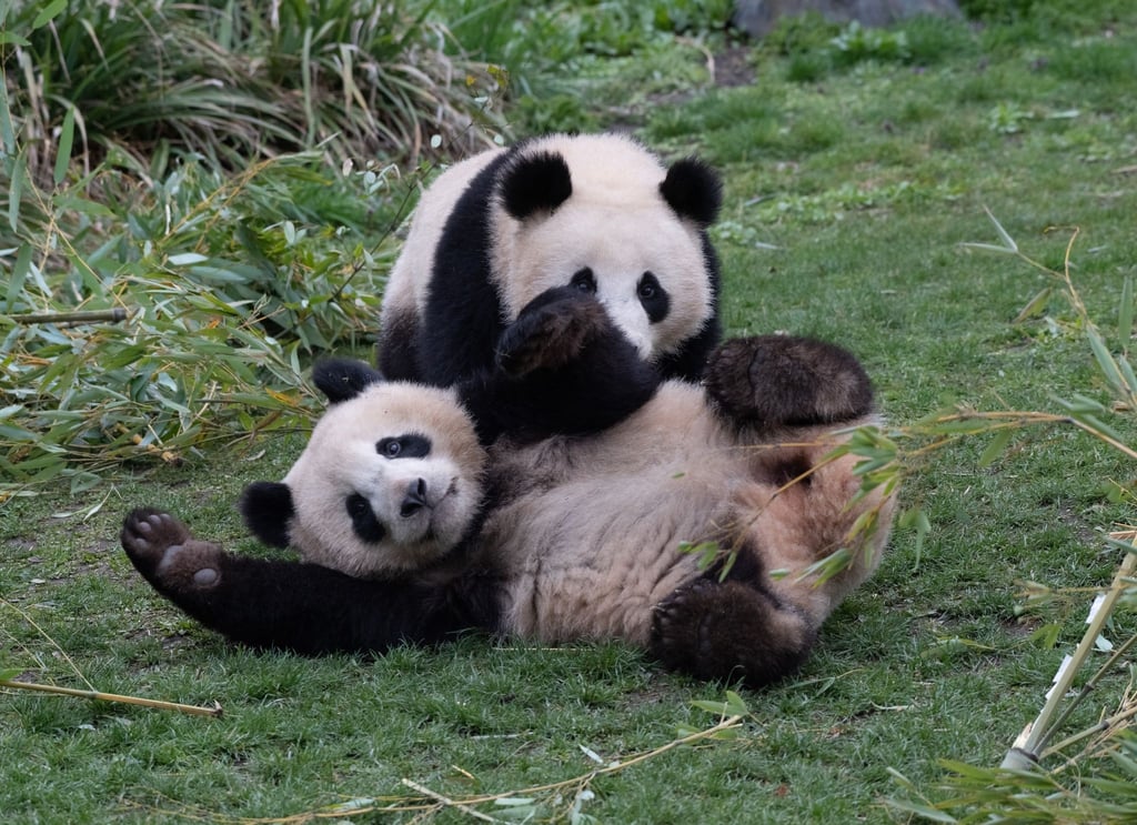 Die Pandabären-Brüder Pit und Paule verlassen kommende Woche den Berliner Zoo. Sie ziehen nach China. Doch ihre Eltern bleiben in Deutschland.