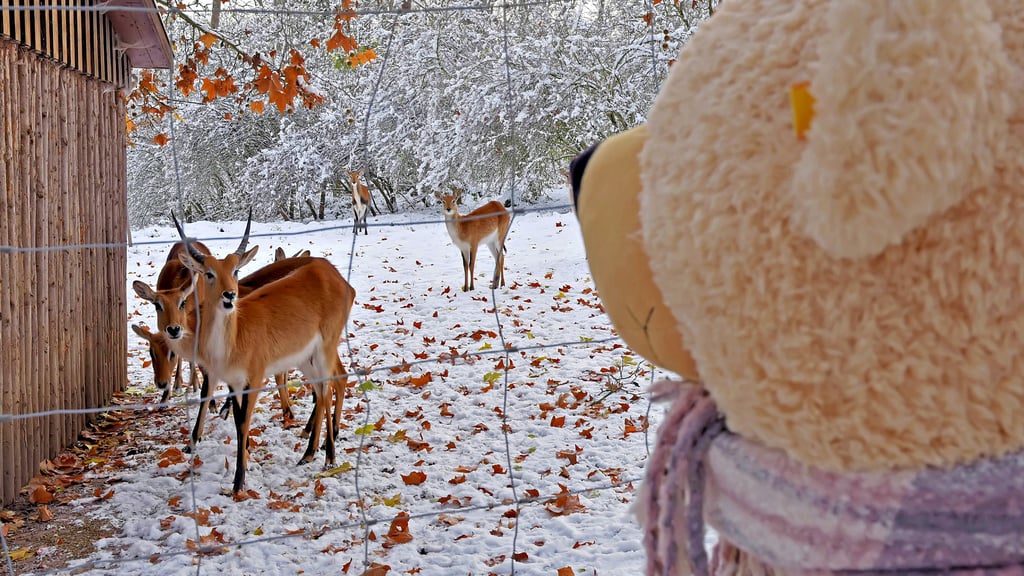 Teddy freut sich über die hübschen Antilopen im Ascherslebener Zoo. Angelo hat vom Hintergrund aus seine Herde im Blick.