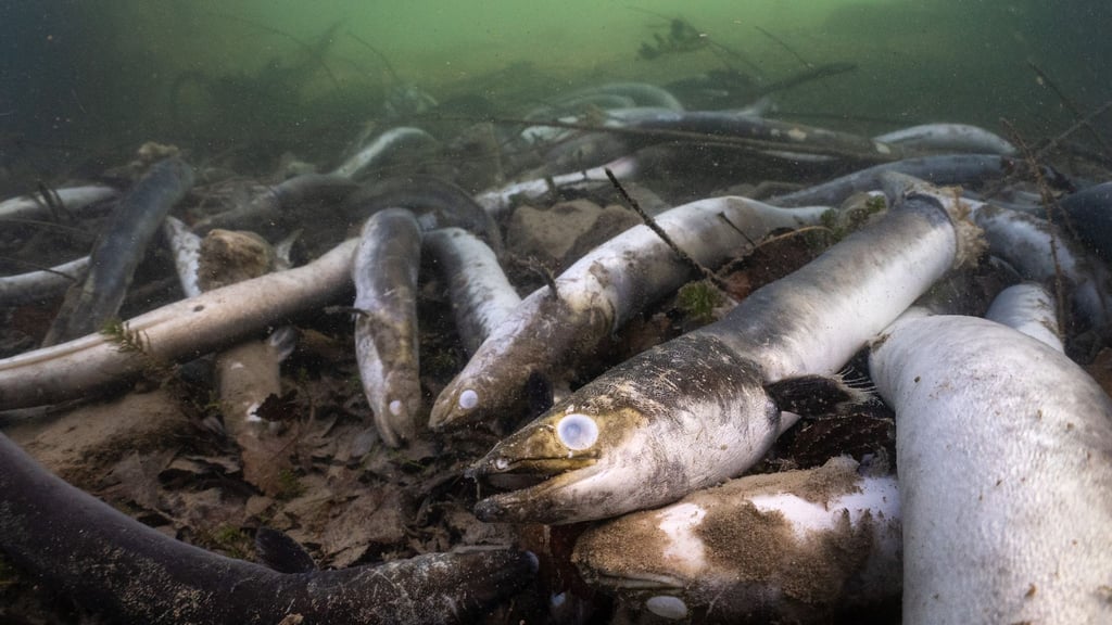 Mit erschreckenden Bildern von verstümmelten und verendeten Aalen prangert der Schweizerische Fischerei-Verband (SFV) das Tierleid im Hochrhein an.