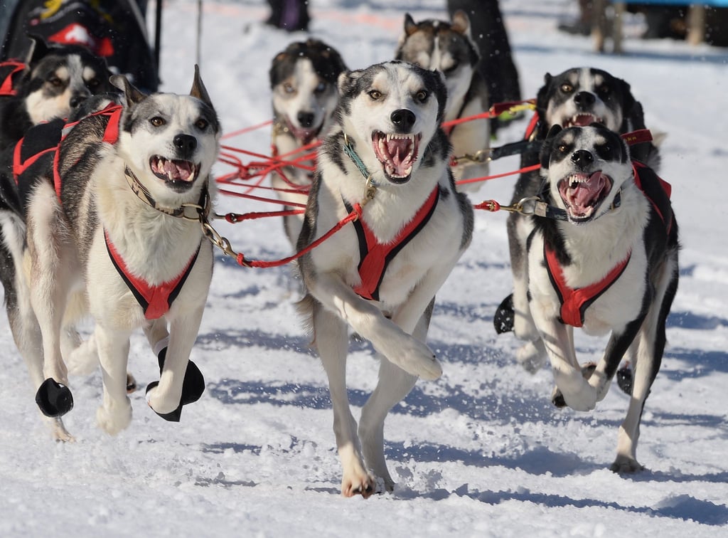 Sibirien Huskies zerren beim Start im Geschirr am 20.02.2015 bei der Schlittenhunde-Weltmeisterschaft in Bernau.