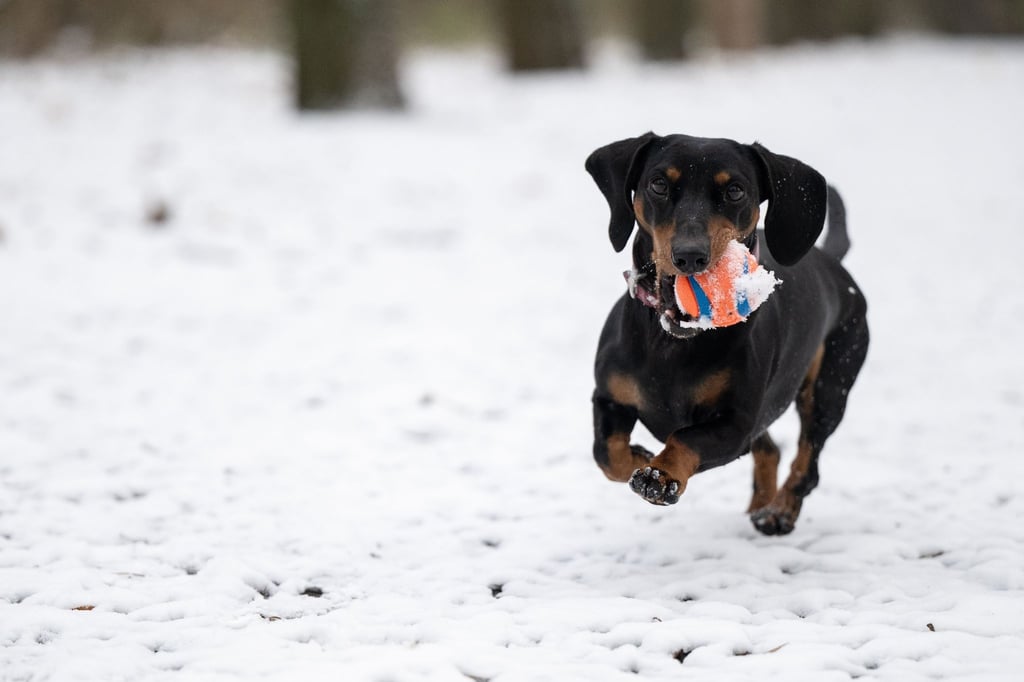 Dackel Liv rennt im Volkspark Rehberge mit einem Ball in der Schnauze durch den Schnee.