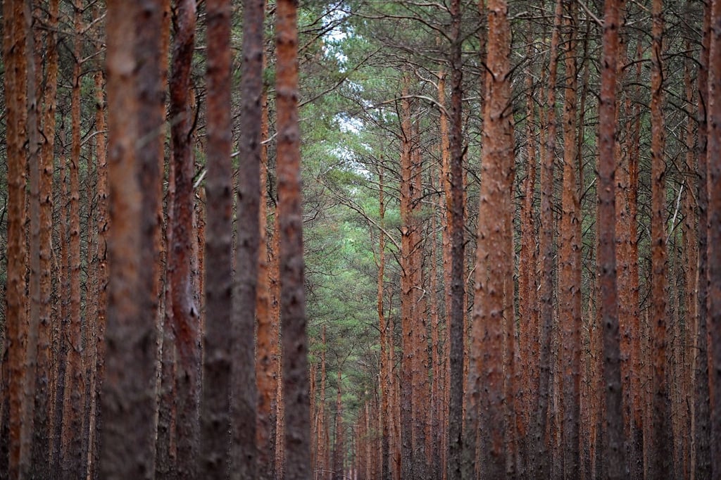 Bäume in einem Kiefernwald.