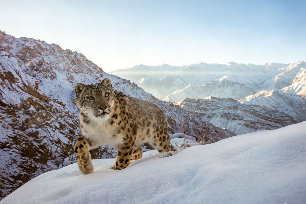 Ein Schneeleopard in der Ladakh-Bergkette im indischen Himalaja - auch dieses beeindruckende Bild hat Sascha Fonseca mit Hilfe einer Kamerafalle aufgenommen.