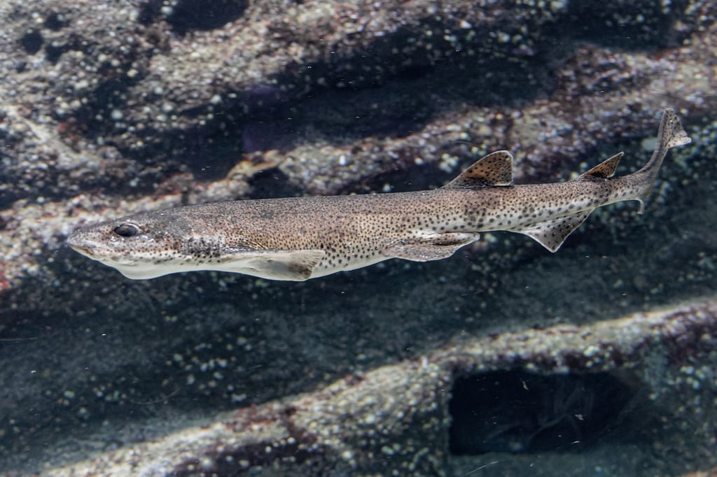 Ein Katzenhai schwimmt in einem Aquarium des Multimar Wattforums .