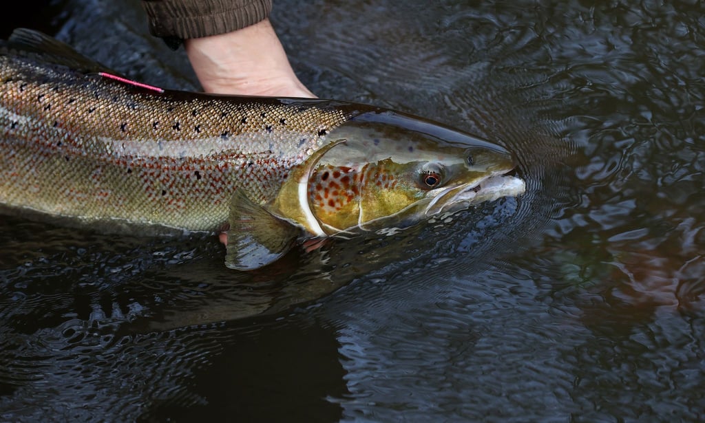 Ein laichreifer Lachs: Der atlantische Lachs ist auf der neuen Roten Liste der bedrohten Arten global nun als „potenziell gefährdet“ eingestuft worden.