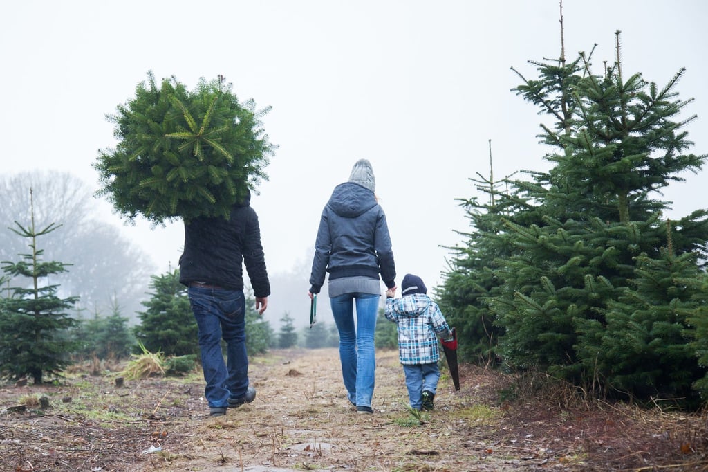 Ob selbst geschlagen oder aus dem Baumarkt, erst mit einem Christbaum wird Weihnachten für viele erst zum Fest.