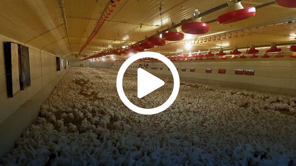 Millionen Hühner leben in einer Hähnchenmastanlage in Thüringen. Verkauft wird ihr Fleisch im ganzen Land – auch in Sachsen-Anhalt.