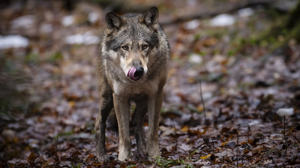Ein Wolf stand im Verdacht, einen Jagdhund auf dem Truppenübungsplatz der Bundeswehr in der Altmark getötet zu haben.
