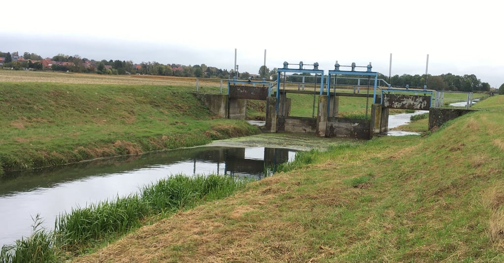 Im Großen Bruch startet ein Projekt zur Vernässung.