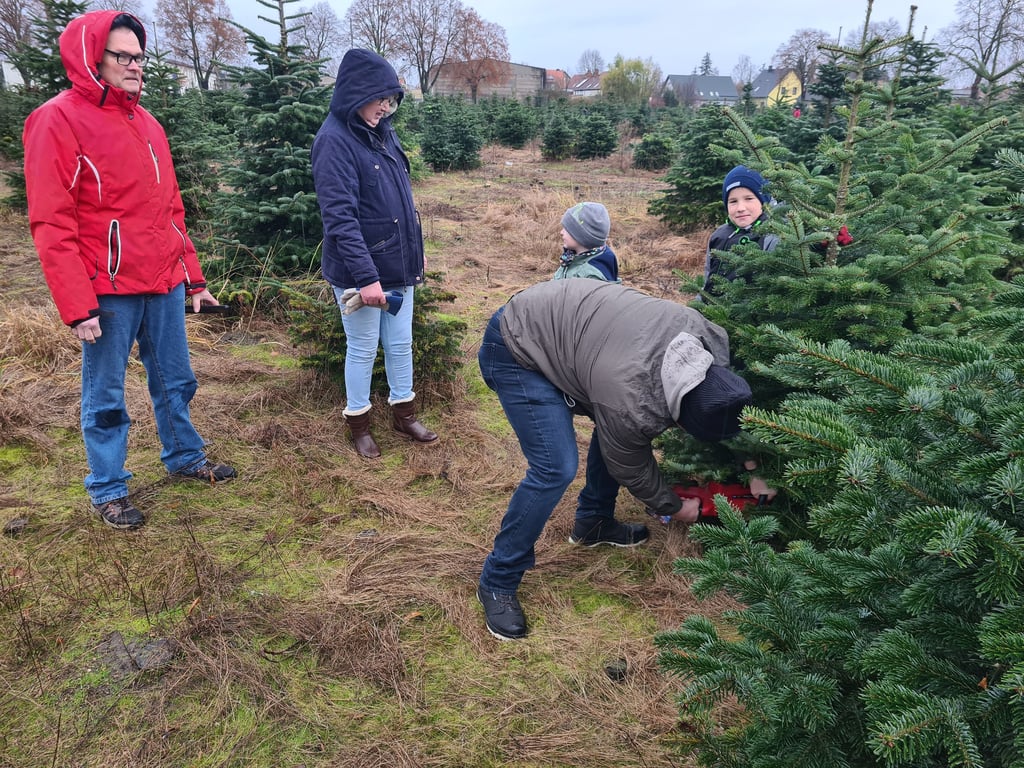 Familie Arandt ist aus Zielitz im Bördekreis nach Tangerhütte gekommen, um sich "Altmark-Tanne" einen Weihnachtsbaum auszusuchen und selbst zu schlagen.